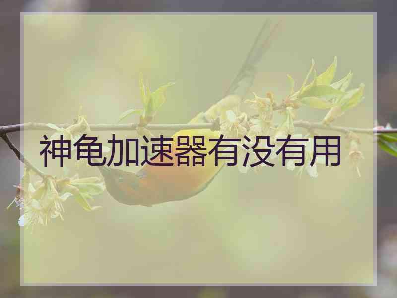 神龟加速器有没有用
