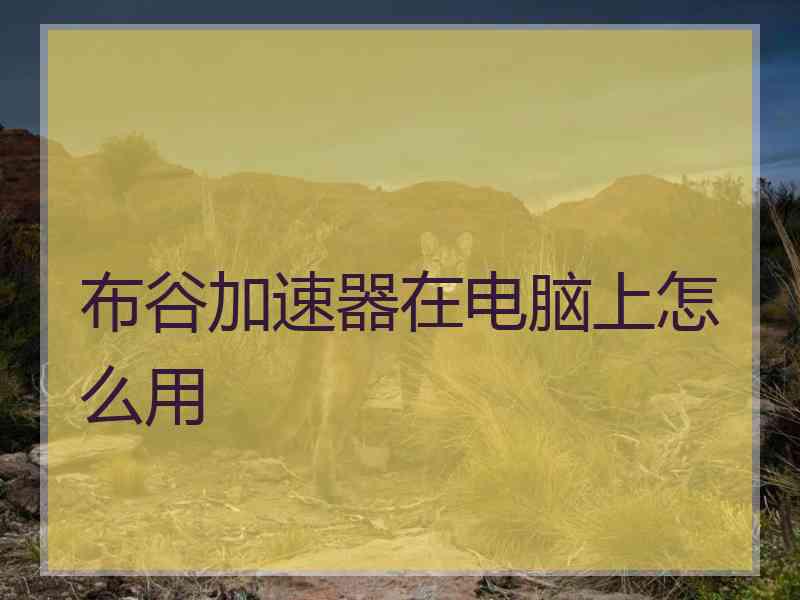 布谷加速器在电脑上怎么用